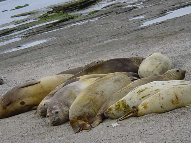 Fichier:Éléphants de mer (Puerto Madryn, Argentina).jpg