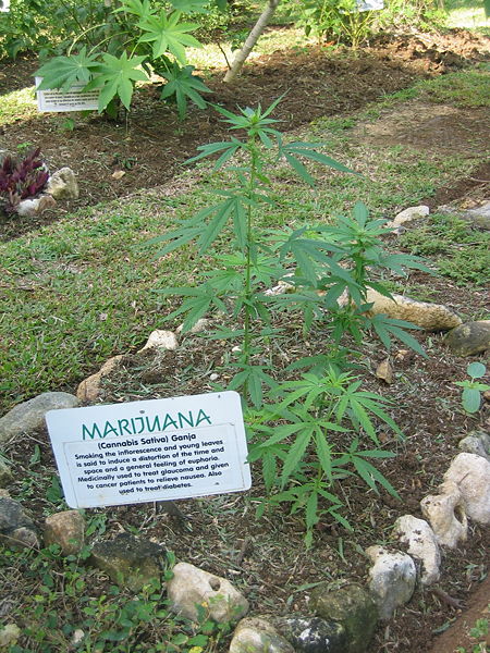 Fichier:Jrb 2004 marijuana plant jamaica 001.JPG