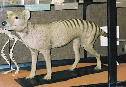 Fichier:Thylacine naturalisé.jpg