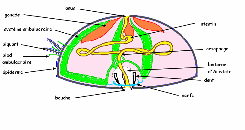 Fichier:Anatomie oursin.gif