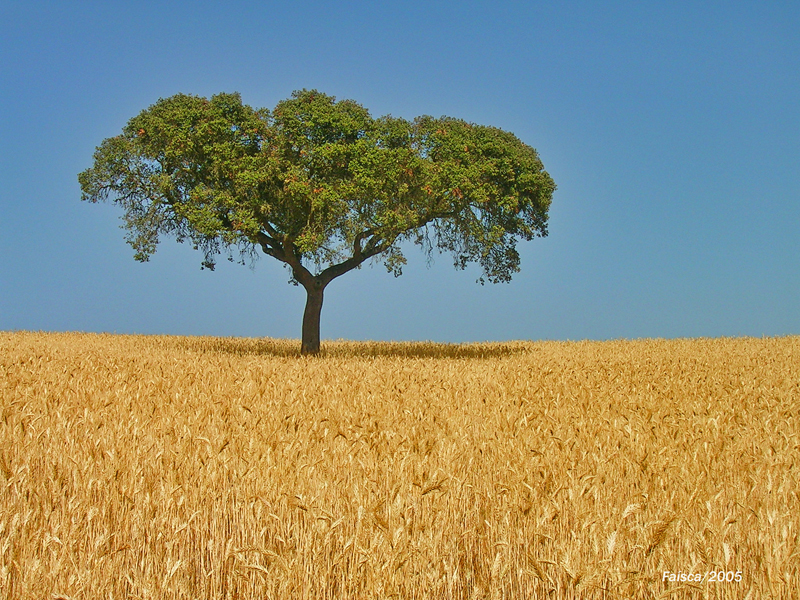Fichier:Alentejo oak on wheat field.jpg