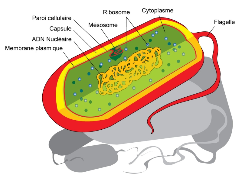 Fichier:Diagramme d une cellule procaryote.jpg