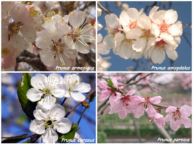 Fichier:Prunus.jpg