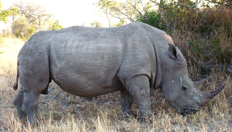 Fichier:Rhinoceros in South Africa cropped.jpg