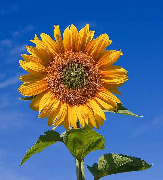 Fichier:Sunflower sky backdrop.jpg