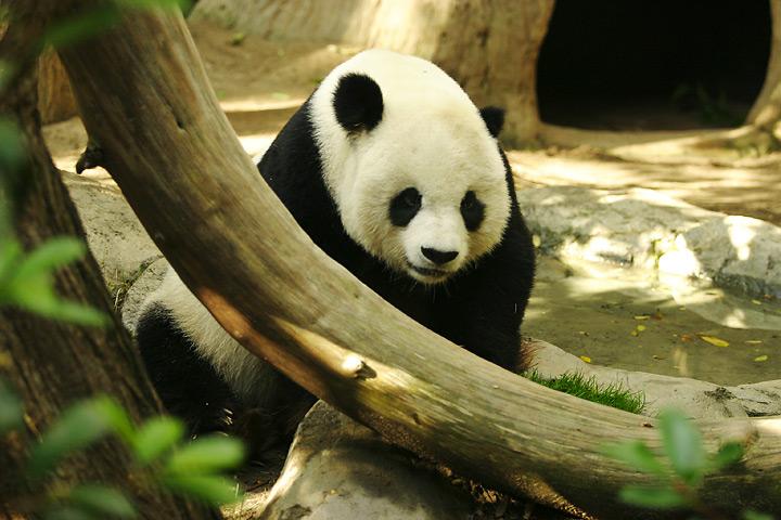 Fichier:Panda géant.jpg