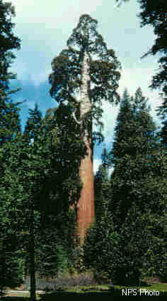 Fichier:Riesenmammutbaum.jpg
