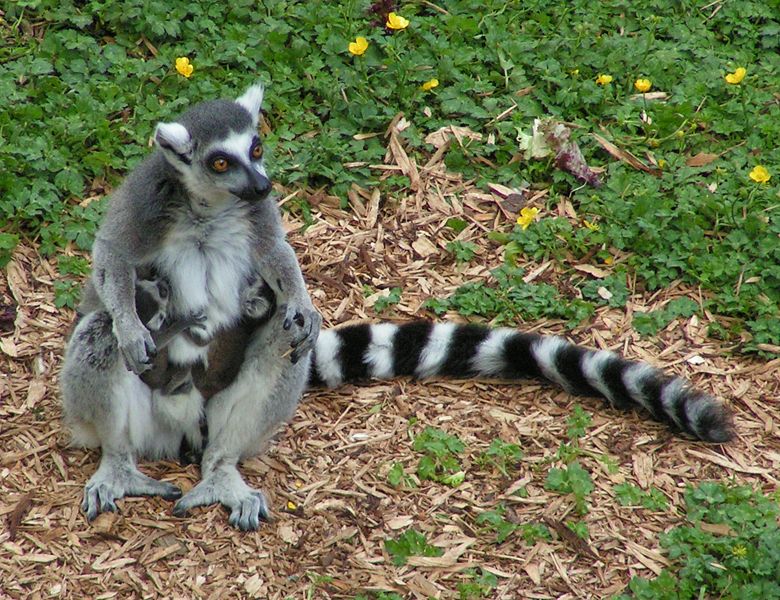 Fichier:Ring tailed lemur and twins.jpg