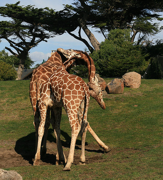 Fichier:Two male Giraffe are necking in San Franzisco Zoo.jpg
