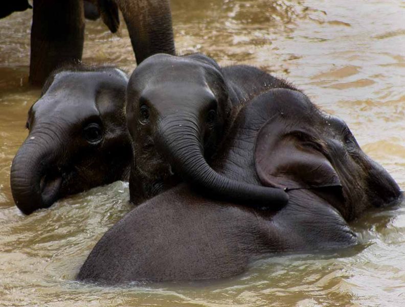 Fichier:Éléphants au Sri Lanka.jpg