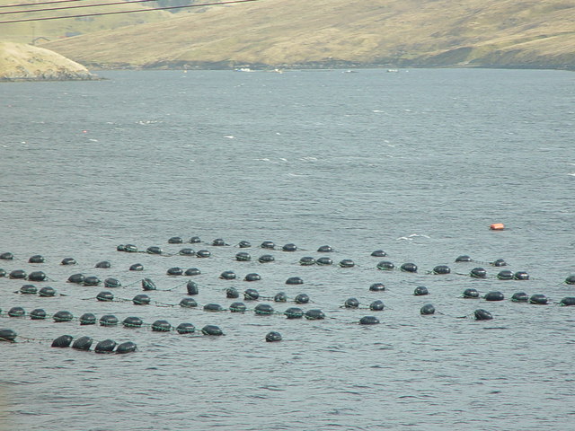 Fichier:Moules d'élevage aux Shetland.jpg