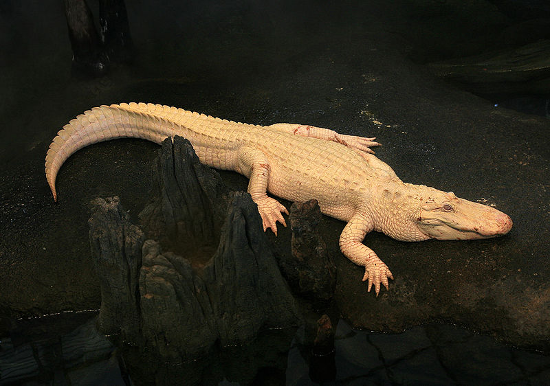 Fichier:Albino Alligator 2008.jpg