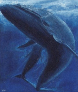 Fichier:Faroe stamp 402 blue whale (Balaenoptera musculus) crop.jpg