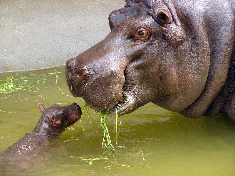 Fichier:Bébé hippopotame et sa mère.jpg