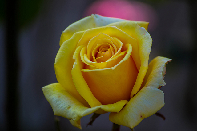 Fichier:Rose bien jaune.jpg
