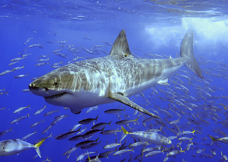 Fichier:White shark.jpg
