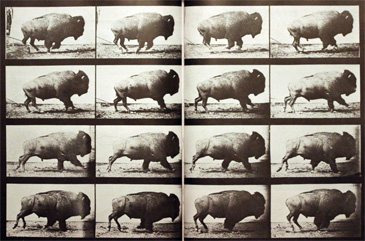 Fichier:Muybridge - bison au galop - plaque photographique.jpg