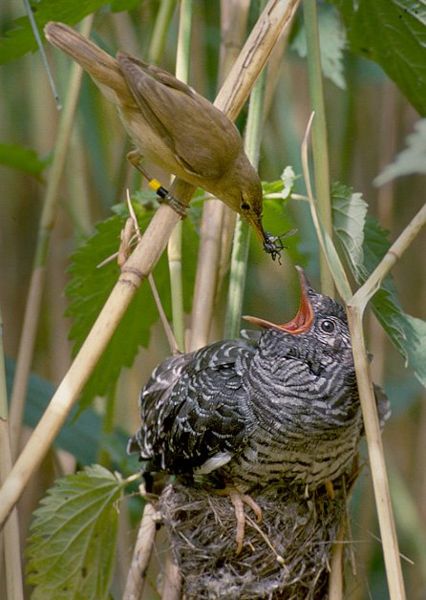Fichier:Reed warbler cuckoo.jpg