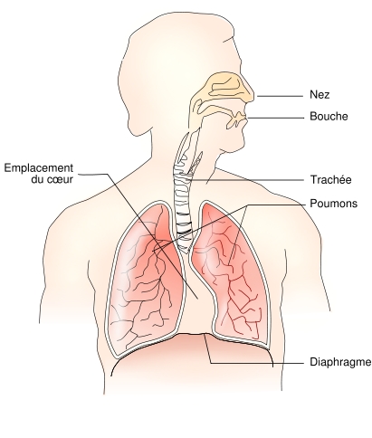        Les Poumons Syst%C3%A8me-respiratoire