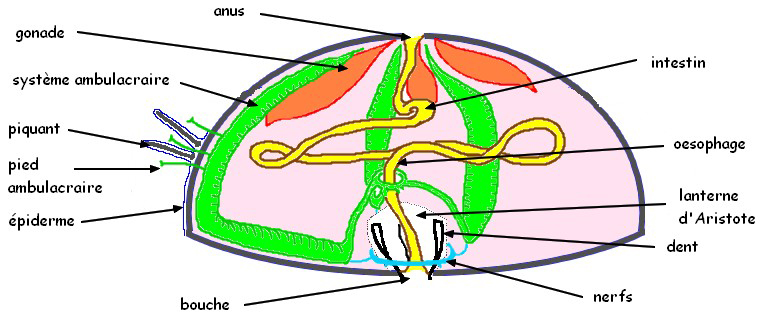 Fichier:Anatomie oursin.jpg