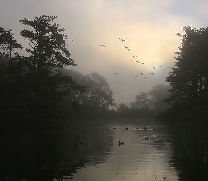 Fichier:Canada Geese and morning fog.jpg