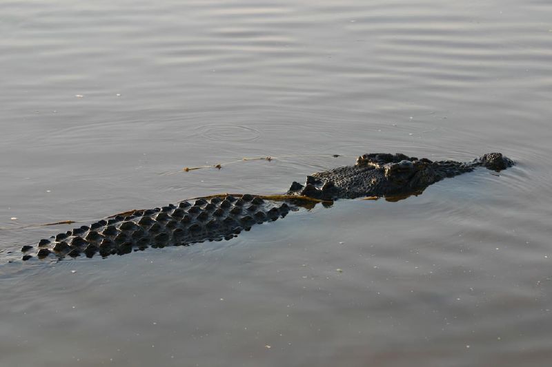 Fichier:Crocodylus porosus.jpg