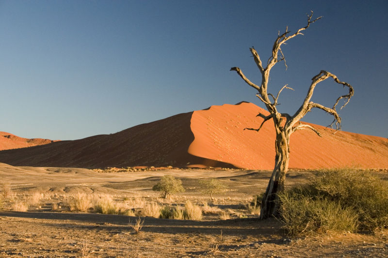 Fichier:Thorn Tree Sossusvlei Namib Desert Namibia Luca Galuzzi 2004.JPG