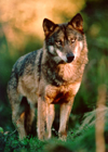 Fichier:Loup d'Espagne (Canis lupus signatus).jpg