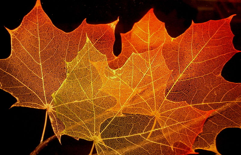 Fichier:Maple leaf structure.jpg