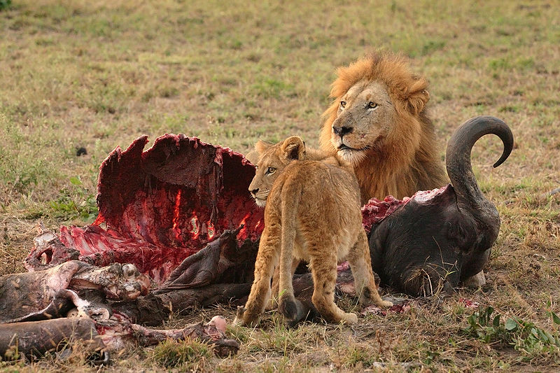 Fichier:Lion mâle et lionceau - Afrique du Sud.jpg