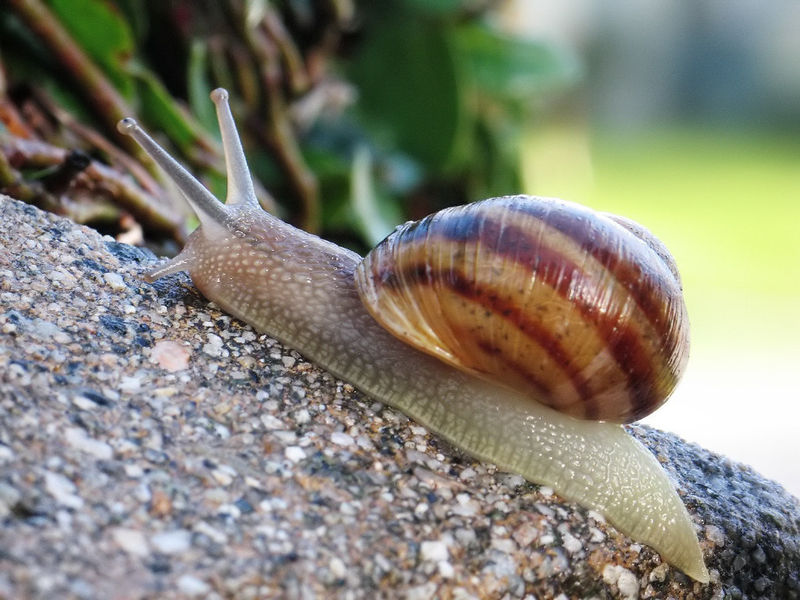 Fichier:Common snail.jpg