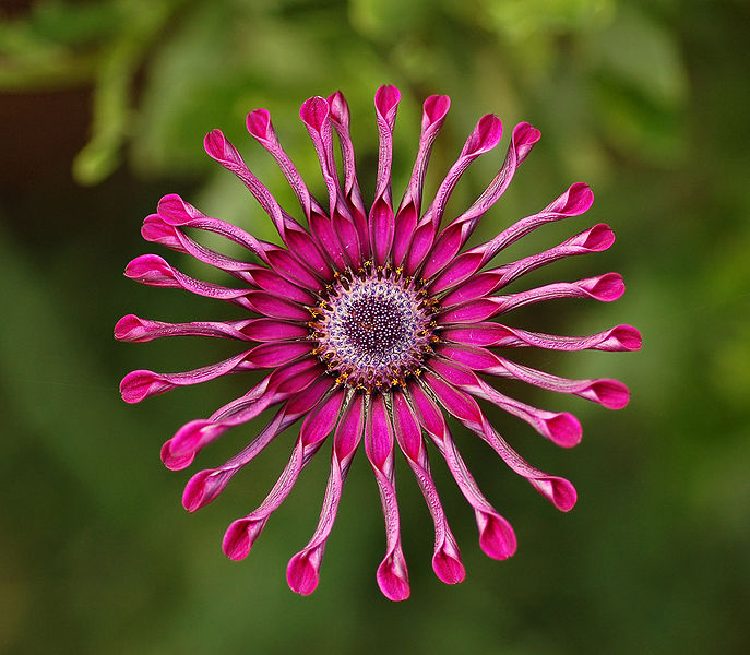 Fichier:Osteospermum Flower Power Spider Purple 2134px.jpg
