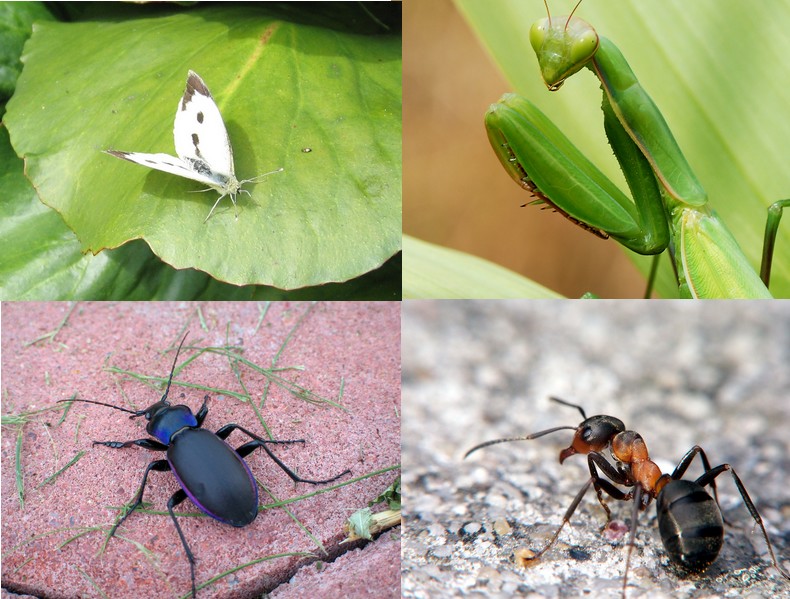 Fichier:Insectes.jpg