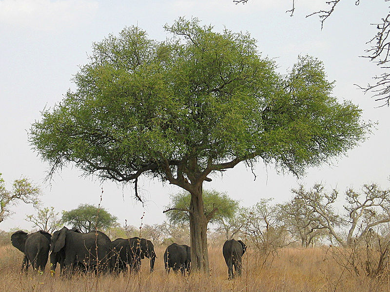 Fichier:Éléphants autour d'un arbre dans le parc national de Waza - Cameroun.jpg