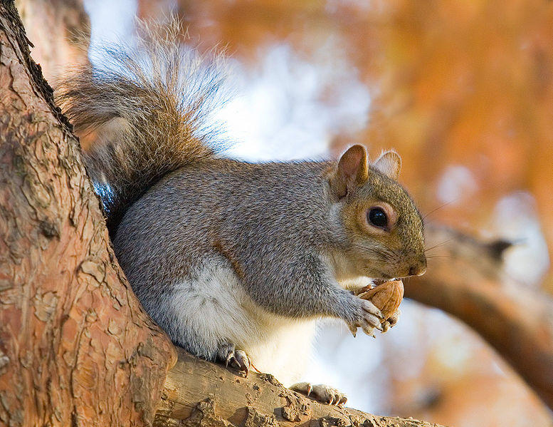 Fichier:Eastern Grey Squirrel in St James's Park, London - Nov 2006 edit.jpg