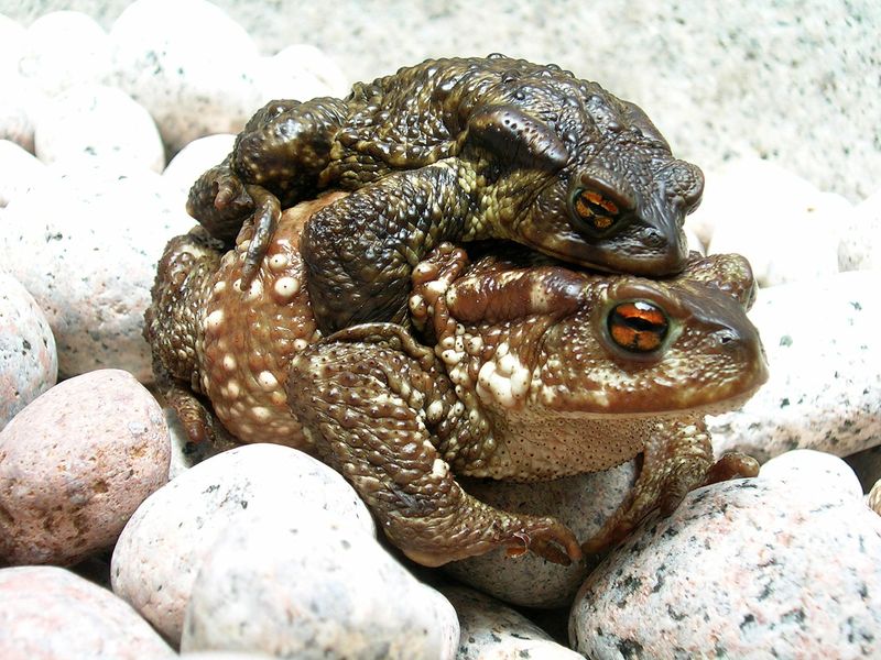 Fichier:800px-Bufo bufo couple during migration(2005).jpg