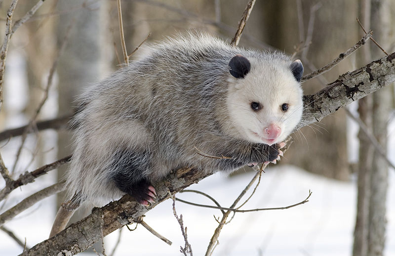 Fichier:Opossum de Virginie.jpg