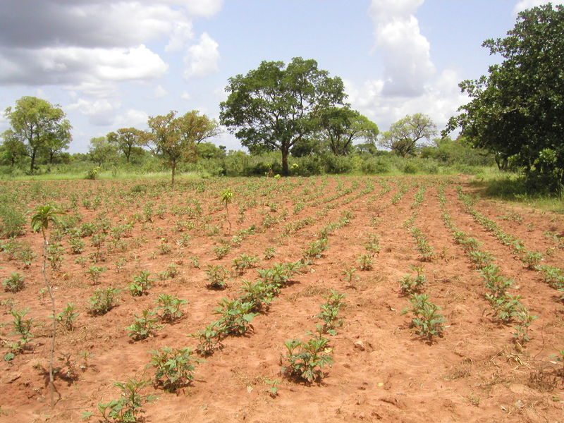 Fichier:Burkina Faso - Tolotama Reforestation.jpg