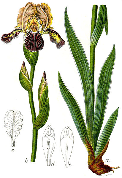 Fichier:Iris sambucina Sturm55.jpg