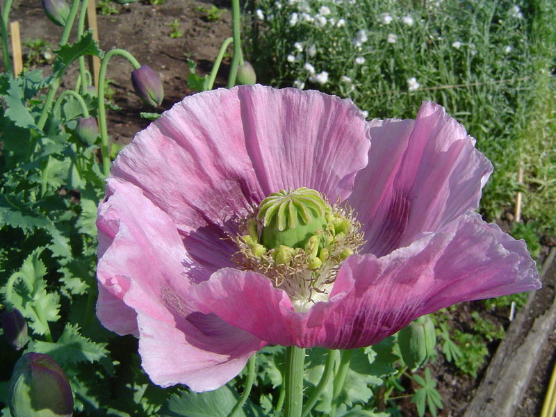 Fichier:Opium poppy.jpg
