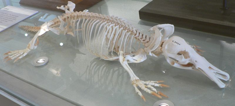 Fichier:Squelette d'ornithorinque.jpg