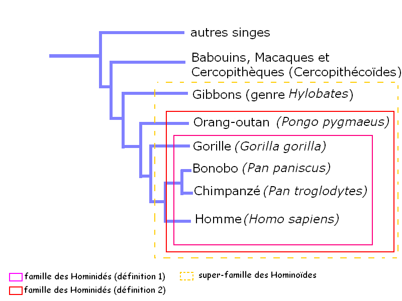 Classification des Hominidés.gif