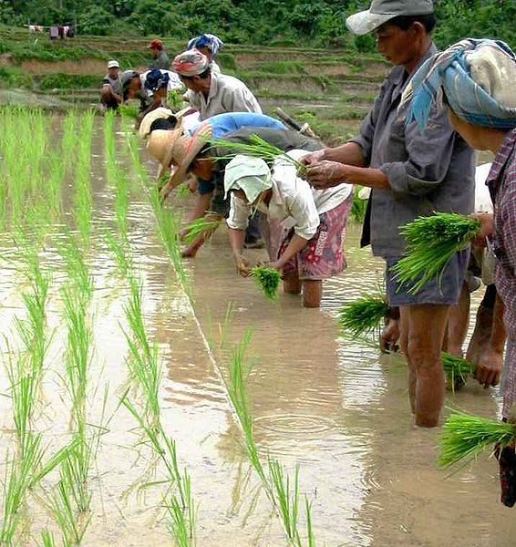Fichier:Repiquage du riz - Laos.jpg