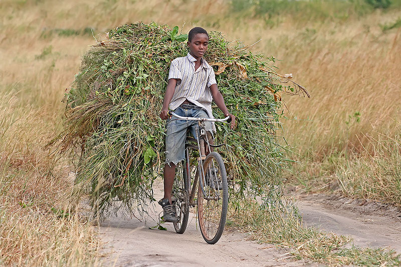 Fichier:African boy transporting fodder by bicycle edit.jpg