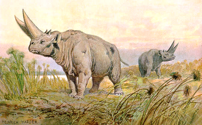 Fichier:Arsinoitherium.png