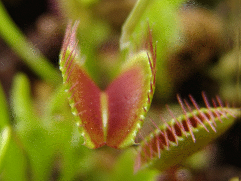 Fichier:Dionaea muscipula closing trap animation.gif