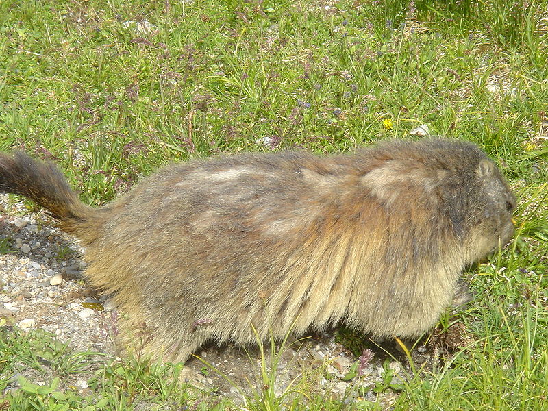 Fichier:Marmotte col de la Vanoise.jpg
