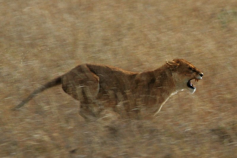 Fichier:Serengeti Lion Running saturated.jpg