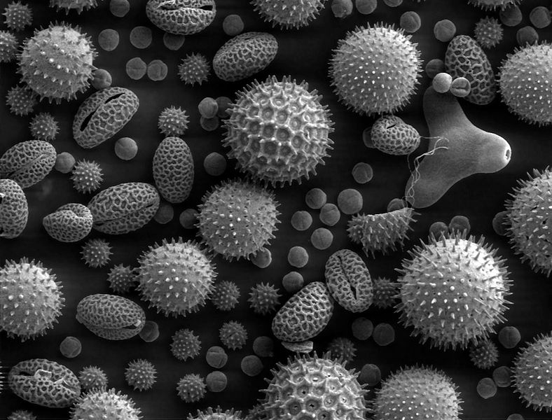 Fichier:Misc pollen.jpg