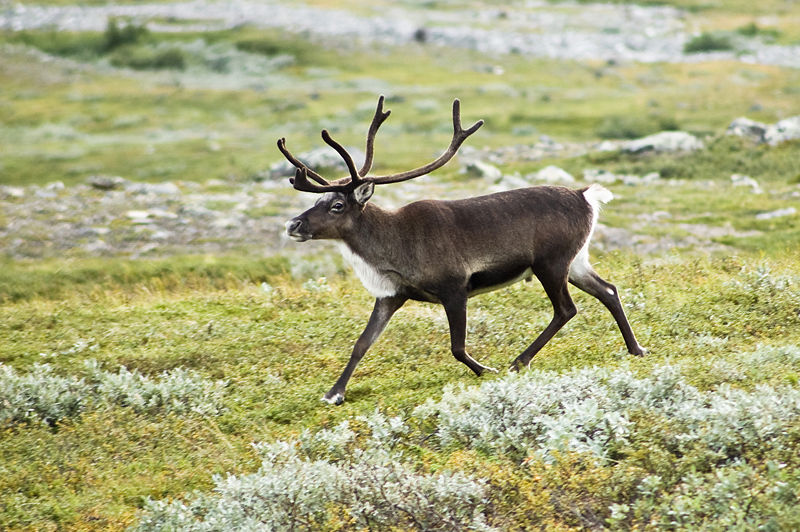 Fichier:20070818-0001-strolling reindeer.jpg